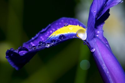 Under the rain_4651365031_l.jpg